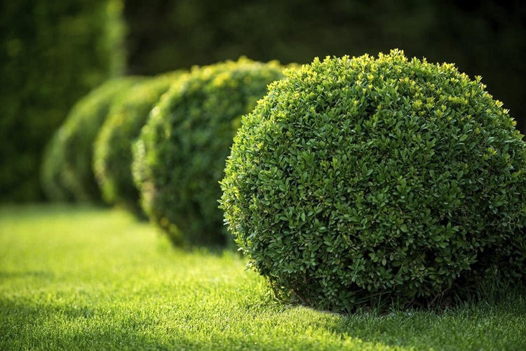 Japanese Boxwood | Large Live Gallon Size Plants | Buxus Microphylla | Formal Evergreen Low Maintenance Hedge Shrub