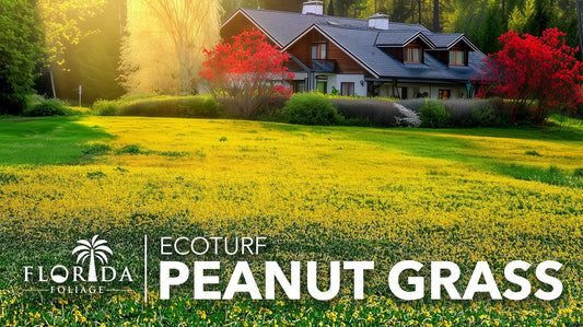 EcoTurf Perennial Peanut Grass | Large Gallon Size Plant | Arachis Glabrata | Live Ground Cover for Sustainable Landscaping, Drought|Tolerant