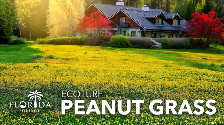 EcoTurf Perennial Peanut Grass | Large Gallon Size Plant | Arachis Glabrata | Live Ground Cover for Sustainable Landscaping, Drought|Tolerant