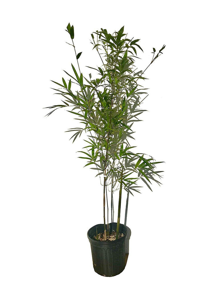 Graceful Bamboo | Slender Weavers | Textilis Gracilis | Live Plant | Fast Growing Evergreen Privacy Hedge