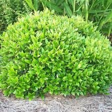 Green Carissa Holly Ilex | Extra Large 3 Gallon Plants | Ilex cornuta 'Carissa' | Hardy Evergreen Shrub | Fast|Growing Garden Accent