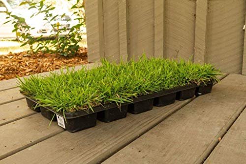 Zoysia Sod Plugs | Large 3" x 3" Plugs | Drought, Salt & Shade Tolerant Turf Grass