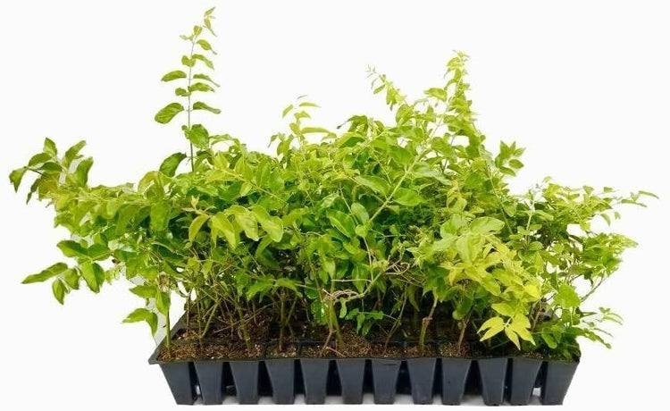 Downy Jasmine | Live Plants | Jasminum Multiflorum | Beautiful Blooming Vine|Like Shrub