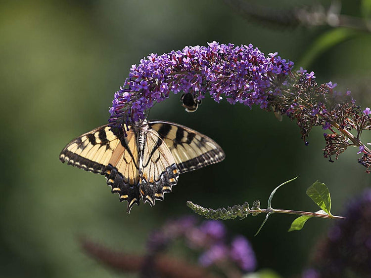 Buddleia Nanho Blue | Live Plants | Blooming Butterfly Bush