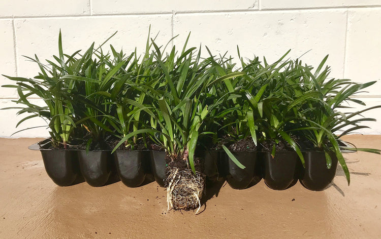 Super Blue Liriope Muscari | 40 Live Plugs | Ground Cover Grass Plants