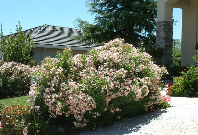 Oleander Petite Pink | Live Plants | Nerium | Compact Dwarf Evergreen Shrub