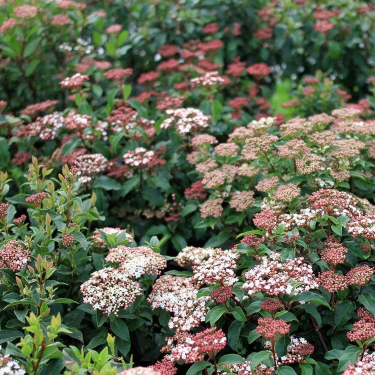 Viburnum Spring Bouquet | Live Plants | Viburnum tinus | Evergreen Flowering Shrub | Compact Ornamental Hedge for Landscaping