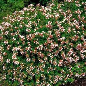 Abelia Rose Creek | Extra Large 3 Gallon Plants | Fragrant & Flourishing Shrub, Compact, Ornamental Plant Ideal for Hedges, Borders & Landscape Accents, Low|Maintenance & Drought|Resistant