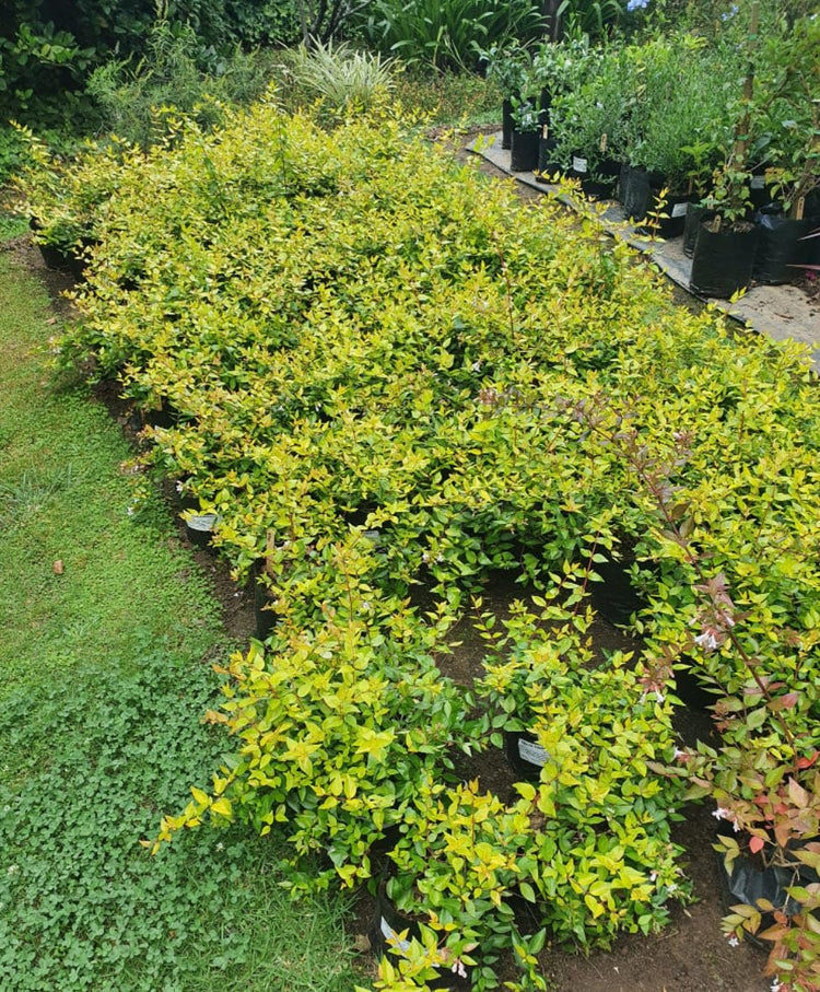 Abelia Francis Mason | Extra Large 3 Gallon Plant | Vibrant & Variegated Foliage, Drought|Tolerant, Low|Maintenance Shrub, Perfect for Landscaping, Borders & Ornamental Gardens