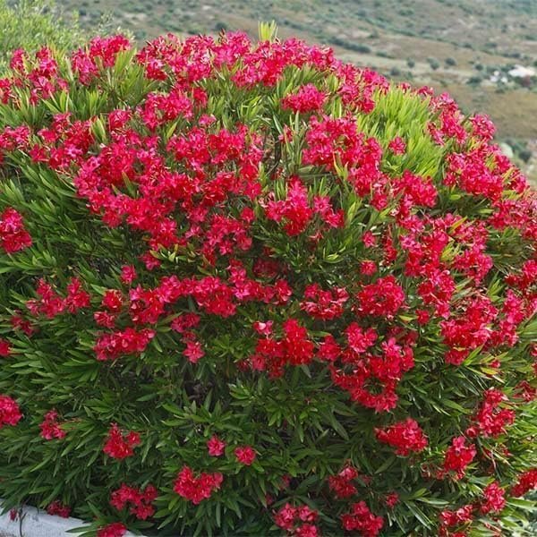 Oleander Red Plants | Live Plants | Nerium Oleander | Vibrant Red Blooms | Ideal for Outdoor Landscaping | Hardy & Low|Maintenance | Attracts Pollinators | Perfect for Hedges & Borders