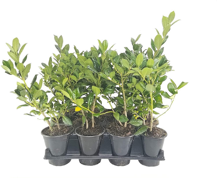 Ilex Nellie R. Stevens Holly | Live Quart Size Tree | Evergreen Privacy Shrub | Red Berries