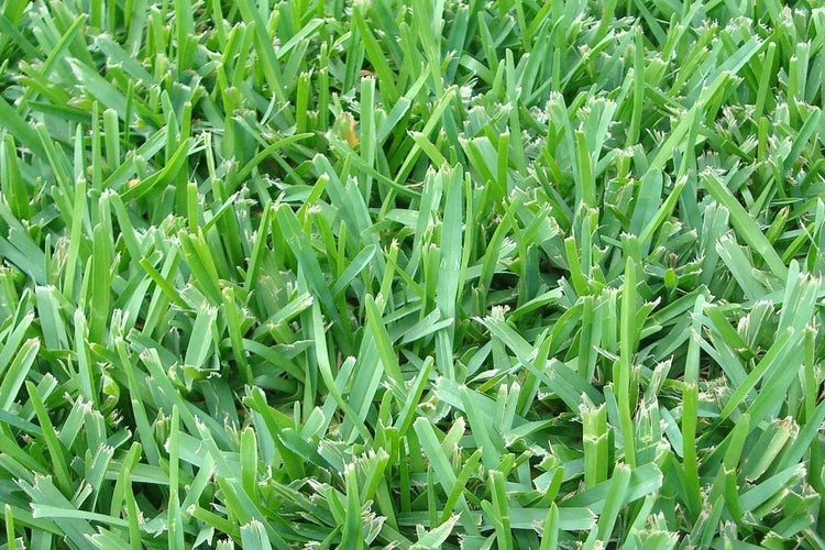 St. Augustine 'Floratam' Inch Sod Plugs | 36 Extra Large Live Plugs | Drought, Salt and Shade Tolerant Turf Grass