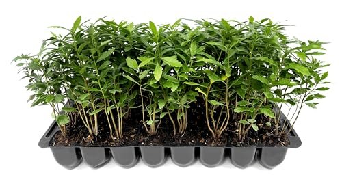 Wax Myrtle | Live Plants | Myrica Cerifera | Fast Growing Evergreen Shrub | Privacy Hedge Plants | Adaptable Landscaping Bushes