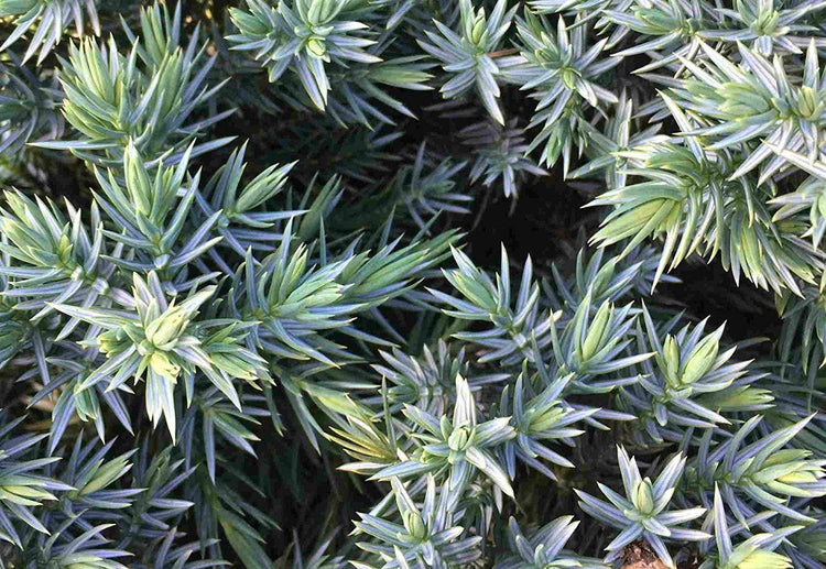 Blue Star Juniper | Live Plants | Juniperus Squamata | Low Maintenance Evergreen Groundcover