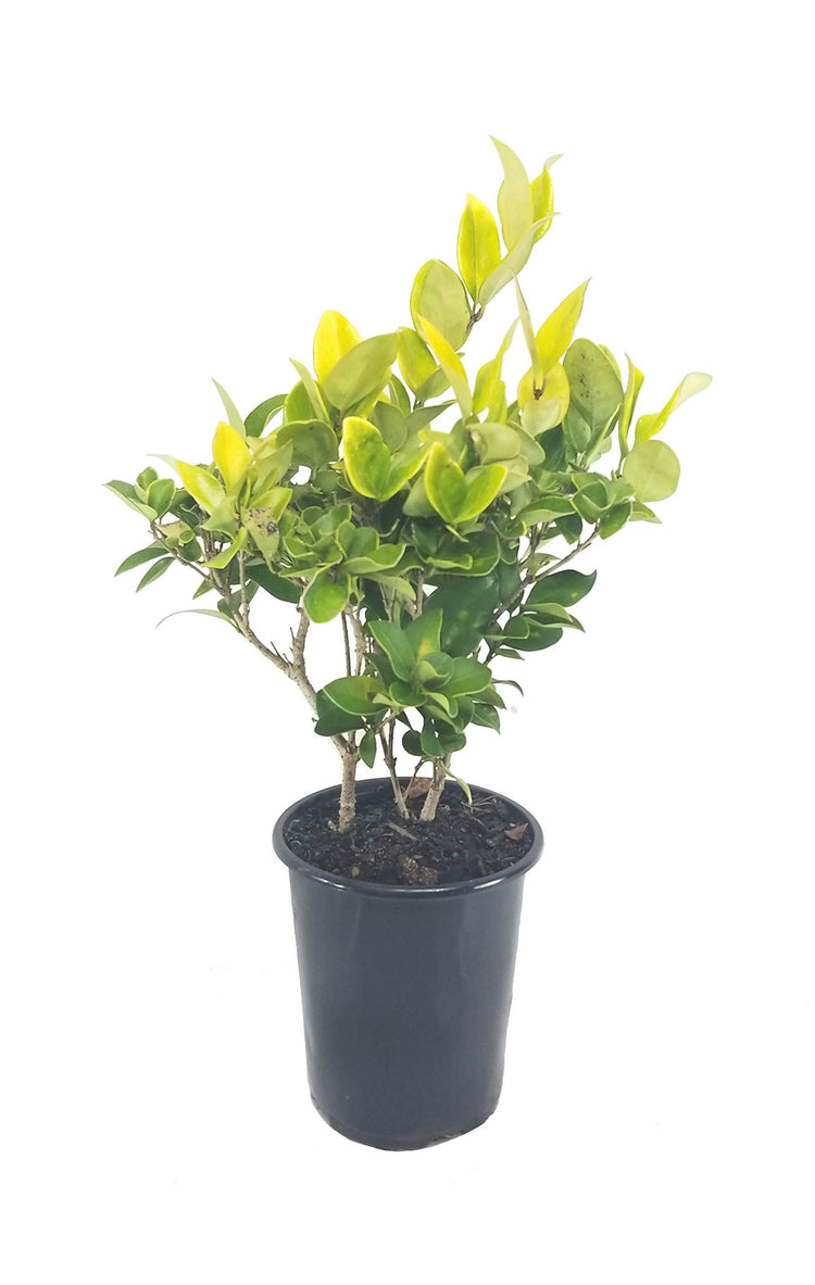 Ligustrum Japonicum Howardi | Live Quart Size Plant | Privet Howardii | Variegated Evergreen Privacy Hedge