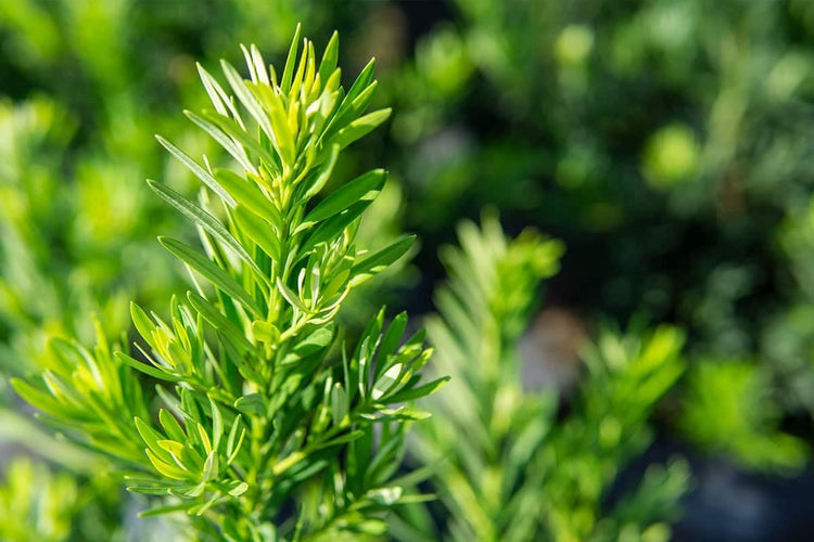 Podocarpus Pringles | Extra Large 3 Gallon Plants | Podocarpus Macrophyllus 'Pringles' | Ideal for Hedges | Low Maintenance Shrub