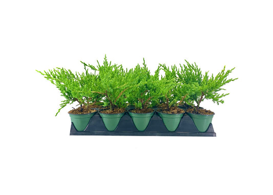 Florida Foliage Green Sargent Juniper | Live 4 Inch Pots | Juniperus Chinensis | Drought Tolerant Cold Hardy Evergreen Groundcover
