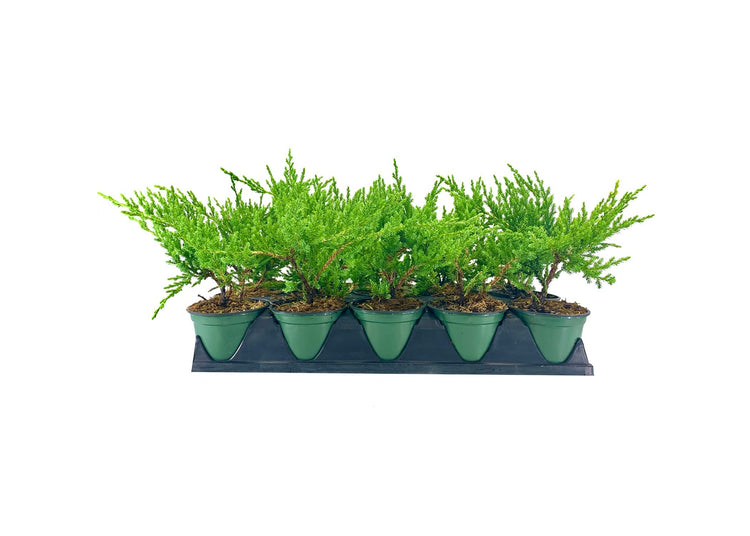 Florida Foliage Green Sargent Juniper | Live 4 Inch Pots | Juniperus Chinensis | Drought Tolerant Cold Hardy Evergreen Groundcover