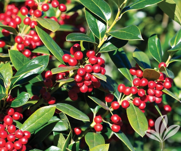 Needlepoint Holly | Extra Large Gallon Plants | Ilex cornuta 'Needlepoint' | Lush Decorative Shrub | Perfect for Outdoor Landscaping