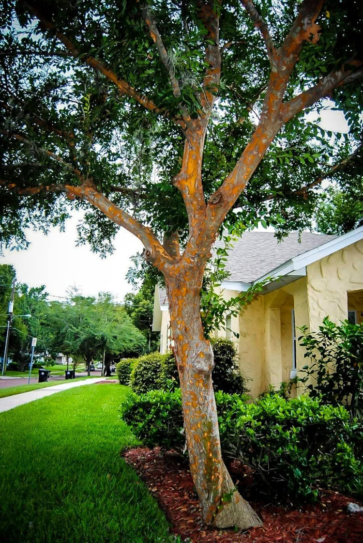 Drake Chinese Elm Tree | Live Plants | Lacebark Elm | Ulmus Parvifolia | Semi|Evergreen Fall Colors Red Purple & Yellow