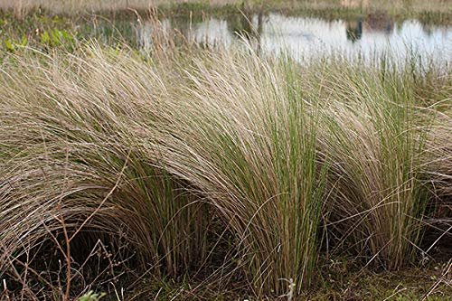 Sand Cord Grass I Large Gallon Size Plant I Spartina Bakeri I Live Plants, Salt|Tolerant Native Grass for Wetlands, Erosion Control, and Coastal Landscaping