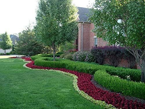 Japanese Boxwood | Large Live Gallon Size Plants | Buxus Microphylla | Formal Evergreen Low Maintenance Hedge Shrub