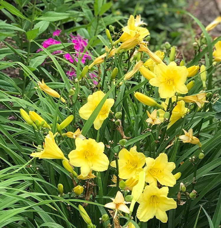 Daylily Happy Returns I Live 3 Inch Pots I Hemerocallis | Yellow Flowers | Perennial Garden Star, Easy|to|Grow for Continuous Floral Display