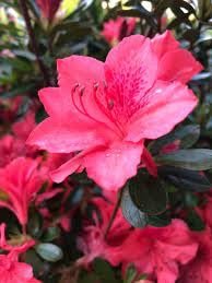 Azalea Fashion | Extra Large 3 Gallon Plants | Vibrant, Healthy, & Blooming, Perfect for Indoor/Outdoor Decor, Easy|Care Flowering Shrub, Ideal Gift for Garden Enthusiasts