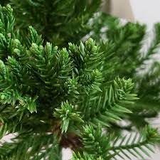 Robusta Green Juniper | Extra Large 3 Gallon Plants | Hardy Evergreen Shrub for Landscapes & Gardens, Ideal for Ground Cover, Topiary, Bonsai, Low Maintenance, Drought Tolerant