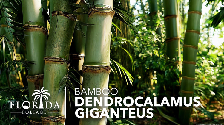 Dendrocalamus Giganteus Bamboo | Large Gallon Size Plants | Fast|Growing Privacy Screen | Giant Live Outdoor Greenery | Sustainable Garden Solution
