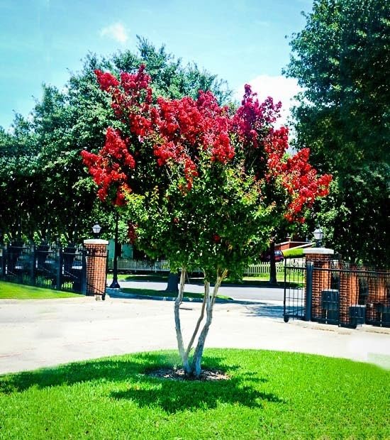 Crape Myrtle Dynamite Red | Extra Large 3 Gallon Plants | Vivid Red Blooms & Hardy Growth, Live Plant, Ornamental Shrub for Striking Garden Display3