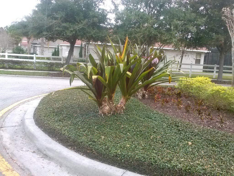 Asiatic Jasmine Minima | Live 4 Inch Plants | Trachelospermum Asiaticum | Drought Tolerant Cold Hardy Evergreen