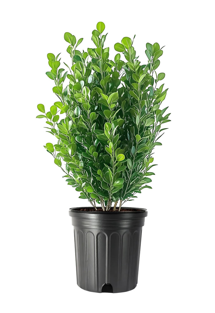 Green Mountain Boxwood | Live Gallon Size Plant | Elegant Pyramid|Shaped Evergreen, Ideal for Topiary & Landscaping, Cold|Hardy & Drought|Tolerant