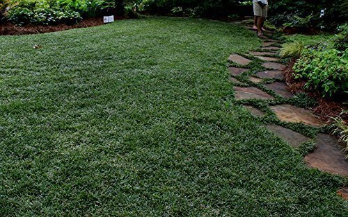 Dwarf Mondo Grass | 20 Live Plants | Shade Loving Evergreen Ground Cover Ophiopogon Japonicus Nanus