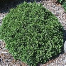 Arborvitae Little Giant | Extra Large 3 Gallon Plant | Compact & Dense Evergreen, Ideal for Small Spaces, Borders & Landscape Accents, Hardy, Low|Maintenance