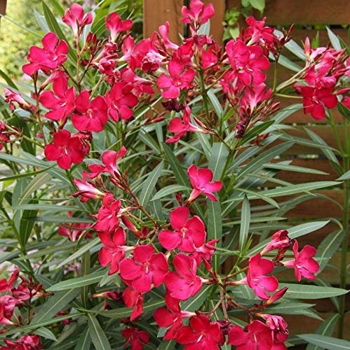 Oleander Red | Extra Large 3 Gallon Plants | Nerium Oleander | Stunning Landscape Addition | Sun|Loving Blooms