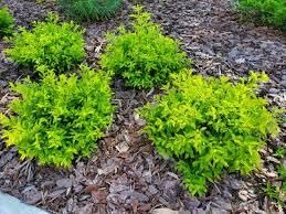 Duranta Gold Mound | Extra Large 3 Gallon Plants | Duranta Erecta 'Gold Mound' | Vibrant Foliage | Landscape Accent