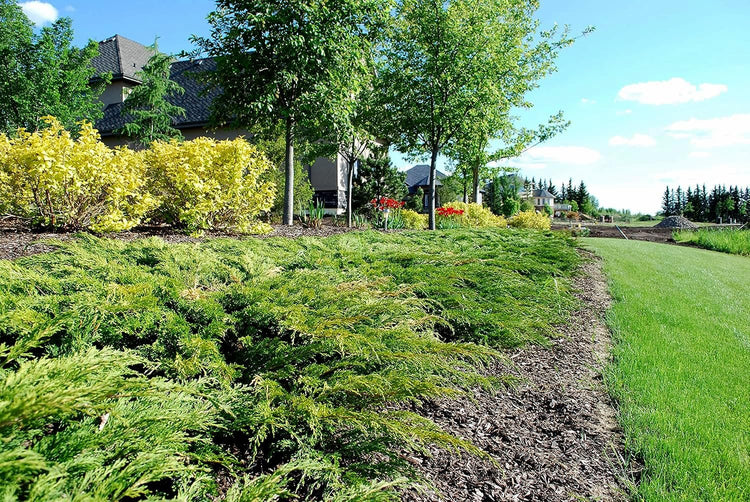 Juniper Calgary Carpet | Live 4 Inch Pot | Juniperus Sabina Monna | Evergreen Ground Cover Plants | Low|Maintenance Landscaping Shrub