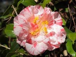 Camellia Japonica Rebel Yell I Extra Large 3 Gallon Plant I White and Pink Stripe Flowering Lush Pink Blooms, Live Plant for Gardens & Patios