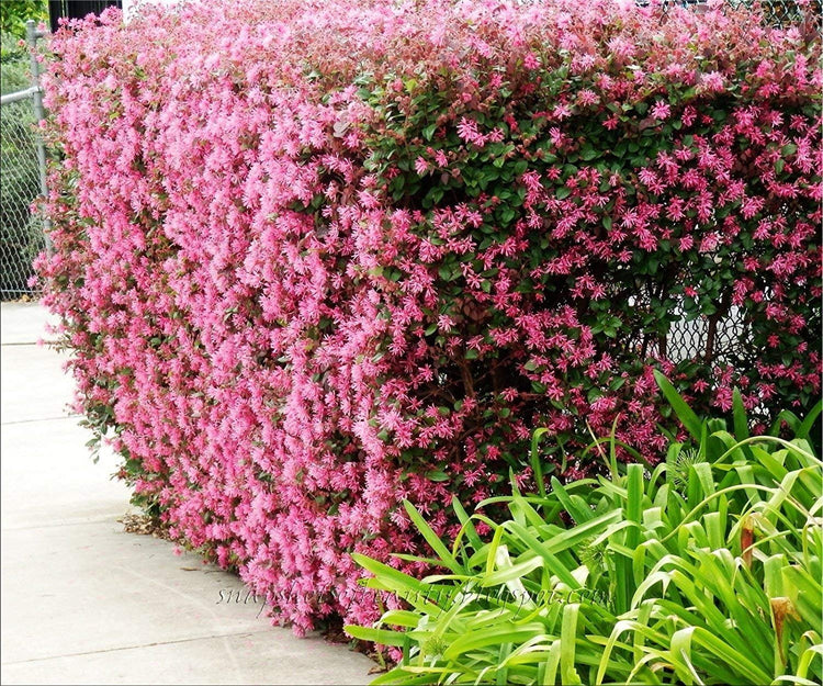 Loropetalum Plum Delight | Live Plants | Loropetalum chinense VAR. rubrum | Evergreen Shrub for Landscaping | Purple Foliage Accent Plants for Gardens