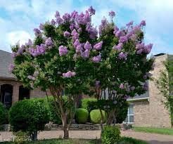 Crape Myrtle Catawba | Extra Large 3 Gallon Plants I Purple Flowering Lavender|Purple Summer Blooms, Drought|Resistant Live Tree