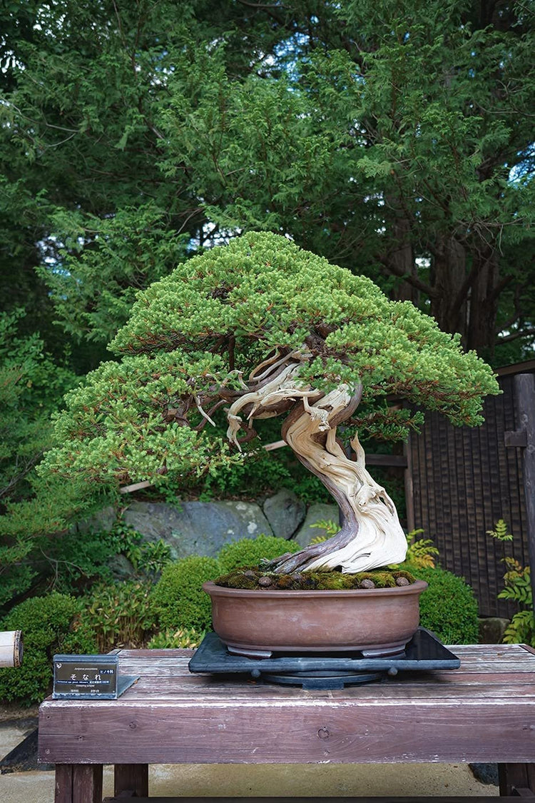 Shimpaku Juniper | Live 4 Inch Pot | Pre|Bonsai Juniperus Chinensis Plants | Symbol of Harmony Balance Meditation and Peace