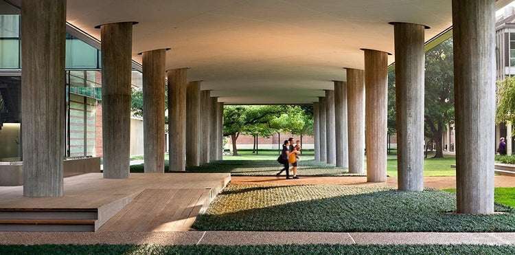 Dwarf Mondo Grass | Large Quart Size Plants | Ophiopogon Japonicus Nanus | Live Shade Loving Evergreen Ground Cover