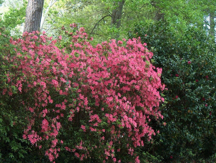 Azalea Duc De Rohan Plants | Live Seedlings | Rhododendron Duc De Rohan | Perfect for Colorful Hardy Gardens | Vibrant Salmon|Pink Colored Blooms