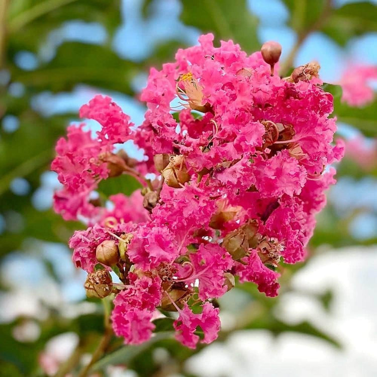 Crape Myrtle Tuscarora | Live Plants | Lagerstroemia Indica | Vibrant Red Flowers | Fast|Growing Ornamental Shrub | Drought|Tolerant | Garden Beauty