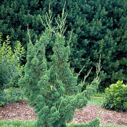 Robusta Green Juniper | Extra Large 3 Gallon Plants | Hardy Evergreen Shrub for Landscapes & Gardens, Ideal for Ground Cover, Topiary, Bonsai, Low Maintenance, Drought Tolerant