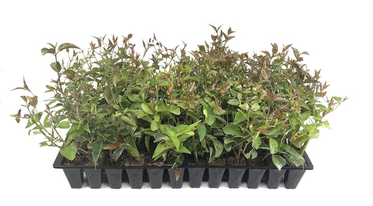 Star Jasmine | Live Plants | Jasminum Nitidum | Fragrant Blooming Evergreen Vine