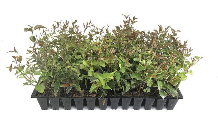 Star Jasmine | Live Plants | Jasminum Nitidum | Fragrant Blooming Evergreen Vine