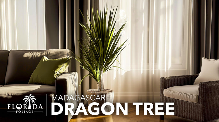 Madagascar Dragon Tree | Extra Large 3 Gallon Tree | Large Beautiful Florist Quality House Plant | Air Purifying Exotic Indoor Plant | Perfect for Home and Office Decor