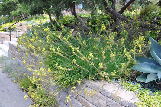 Bulbine Yellow | Live Gallon Size Plant | Bright Yellow Flowering Succulent, Live Plant, Perfect for Sunny Gardens, Drought|Tolerant Landscape Addition
